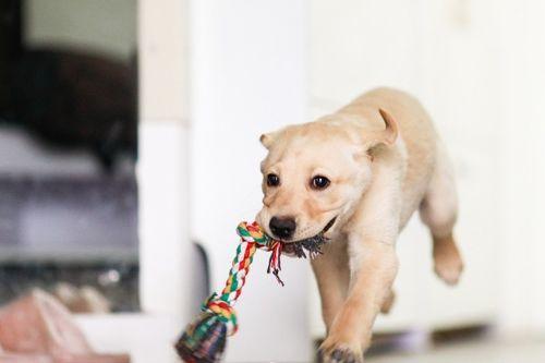 男子喂狗吃瓜视频,温馨瞬间感动网友