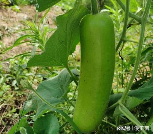 晚上吃瓜好吗,吃瓜时光，轻松愉悦好选择