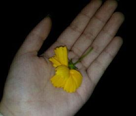 吃瓜网高清素材视频,揭秘热门事件幕后真相