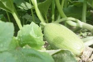 抖音的新疆吃瓜,抖音上那些让人垂涎欲滴的“吃瓜”瞬间