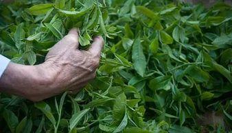 薄荷塘吃瓜,揭秘网红打卡地的魅力与争议