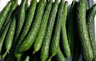 吃捎瓜减肥吗,揭秘天然低卡美食的瘦身奥秘