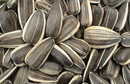 葵瓜孕妇可以吃,营养美味两不误