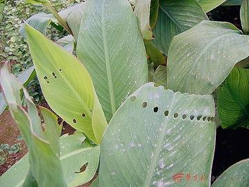 花叶同步吃瓜,揭秘花叶同步吃瓜的奥秘