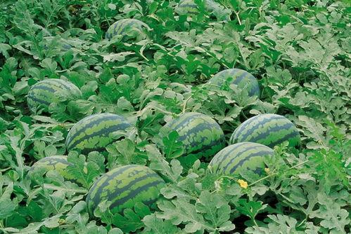 亭子跳舞吃瓜图片,夏日休闲时光