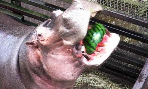 河马不停吃瓜,瓜果飘香，河马停不下来