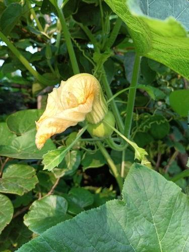 花群众吃瓜群众,揭秘网络舆论场的两股力量