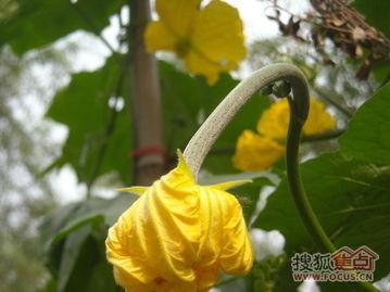 瓜园里吃瓜,品味瓜果的甜蜜时光