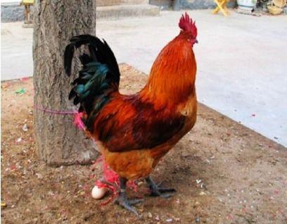 刘大瓜吃公鸡头,舌尖上的勇气与挑战