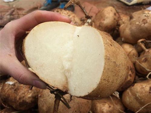 在土瓜湾吃土瓜怎么样,地道风味，回味无穷