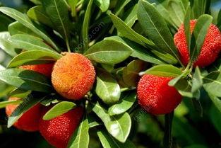 小杨梅吃瓜,小杨梅的夏日瓜果盛宴