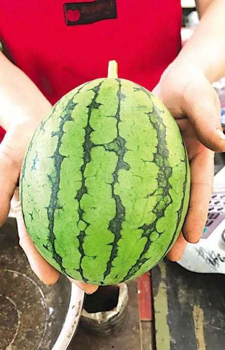 青岛吃瓜图片,一场视觉与味蕾的“吃瓜”之旅