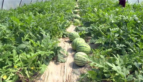 平凉最新吃瓜视频