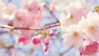 吃瓜小妙招樱花校园,解锁校园生活新乐趣