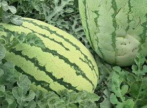 今天吃瓜的样子,娱乐圈新鲜事大盘点