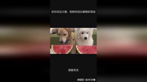 吃大瓜狗狗,趣味横生的宠物日常瞬间