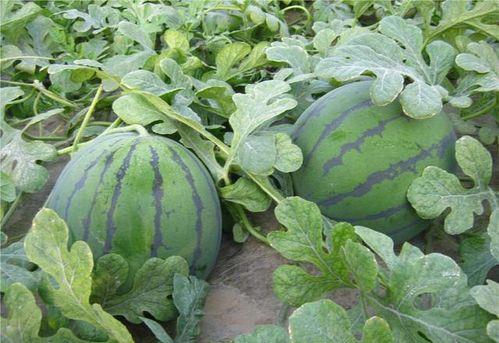 乾隆口渴到瓜地吃瓜视频