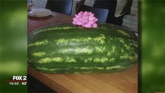 吃瓜新礼物,潮流趋势下的趣味生活新选择